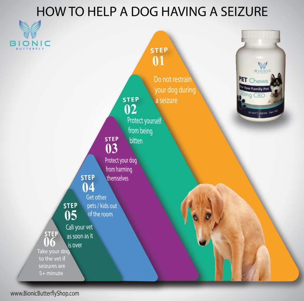 CBD Oil for dogs with seizures The Best CBD For Dogs No THC